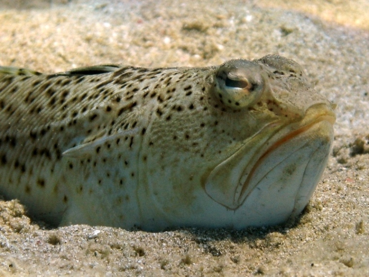 Trachinus radiatus (Cuvier, 1829)